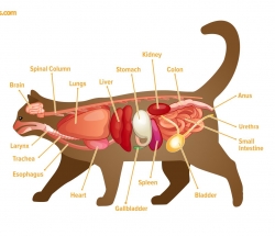 TỐI ƯU HOÁ SINH THIẾT CHO CHẨN ĐOÁN BỆNH LÝ NỘI TẠNG TRONG BỤNG Ở MÈO