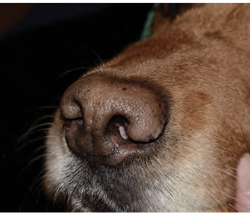 CÁC BỆNH LÝ VỀ MŨI Ở CHÓ (NASAL PLANUM DISEASE IN DOGS)