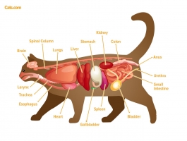 TỐI ƯU HOÁ SINH THIẾT CHO CHẨN ĐOÁN BỆNH LÝ NỘI TẠNG TRONG BỤNG Ở MÈO