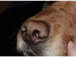 CÁC BỆNH LÝ VỀ MŨI Ở CHÓ (NASAL PLANUM DISEASE IN DOGS)