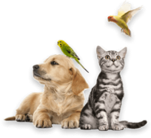 Cung cấp giải pháp sức khỏe tối ưu