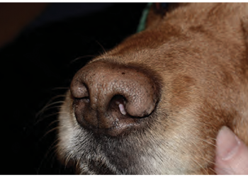 CÁC BỆNH LÝ VỀ MŨI Ở CHÓ (NASAL PLANUM DISEASE IN DOGS)