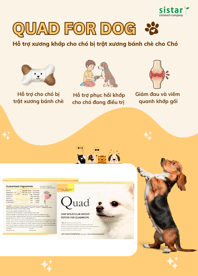Quad for Dog – Hỗ trợ xương khớp cho chó bị trật xương bánh chè